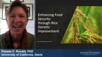 Thumbnail for Enhancing Food Security through Rice Genetic Improvement