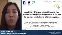 Thumbnail for An Efficient DNA- and Selectable-Marker-Free Genome-Editing System Using Zygotes in Rice and Its Possible Application to Other Crop Species