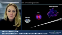 Thumbnail for Single Cell Approaches to Collective Cell Behavior