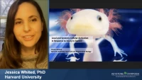 Thumbnail for Local and Systemic Cellular Activation in Response to Injury in Axolotl