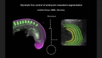 Thumbnail for Glycolytic Flux Control of Mouse Embryo Segmentation
