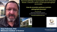 Thumbnail for Neuronal Pathology in Neuronopathic Forms of Gaucher Disease: A Disease in which a Simple Glycosphingolipid Accumulates