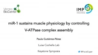 Thumbnail for Short Talk: miR-1 Sustains Muscle Physiology by Controlling V-ATPase Complex Assembly