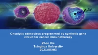 Thumbnail for Oncolytic Adenovirus Programmed by Synthetic Gene Circuit for Cancer Immunotherapy