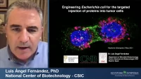 Thumbnail for Engineering E. coli for the Targeted Injections of Proteins into Tumor Cells