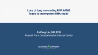 Thumbnail for Loss of long non-coding RNA MEG3 leads to incompetent DNA repair