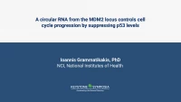 Thumbnail for A circular RNA from the MDM2 locus controls cell cycle progression by suppressing p53 levels