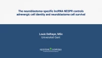 Thumbnail for The neuroblastoma-specific lncRNA NESPR controls adrenergic cell identity and neuroblastoma cell survival