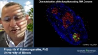 Thumbnail for Repeat-Containing Noncoding RNAs in the Nucleolus