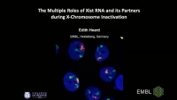 Thumbnail for The Multiple Roles of Xist RNA and It’s Partners during X-Chromosome Inactivation