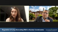 Thumbnail for Regulation of Long Noncoding RNA in Nuclear Condensates