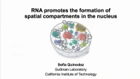 Thumbnail for Short Talk: RNA Promotes the Formation of Spatial Compartments in the Nucleus