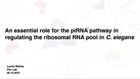 Thumbnail for Short Talk: An Essential Role for the piRNA Pathway in Regulating the Ribosomal RNA Pool in C. elegans