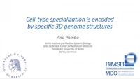 Thumbnail for Specialization of Brain Cell Types is Encoded by Specific 3D Genome Structures