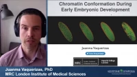 Thumbnail for Chromatin Conformation during Early Embryonic Development
