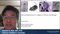 Thumbnail for Neuronal Responses of C. elegans to Infection and Damage