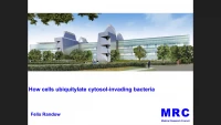 Thumbnail for How Cells Ubiquitylate Cytosol-Invading Bacteria