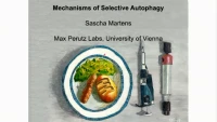 Thumbnail for Protein Degradation by Selective Autophagy