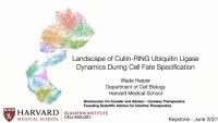 Thumbnail for Proteomics of Ubiquitin Signaling