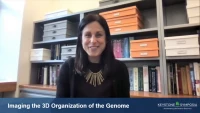 Thumbnail for Imaging the 3D Organization of the Genome
