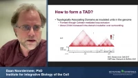 Thumbnail for Short Talk: A Complex CTCF Binding Code Defines TAD Boundary Structure and Function