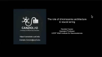 Thumbnail for The Role of Chromosome Architecture in Generating a Code for Neural Self-Recognition
