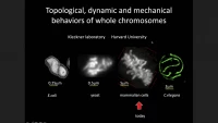 Thumbnail for Inter-Axis Bridges are the Topological Gatekeepers of Mitotic Chromosomes