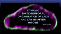 Thumbnail for Dynamic Spatiotemporal Organization of LADs and Lamins after Mitosis
