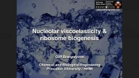 Thumbnail for Optical Control over Nuclear Bodies