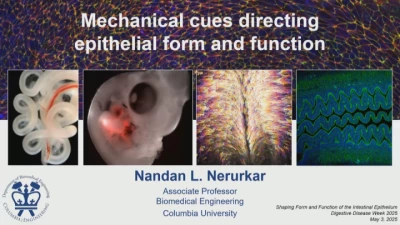 Thumbnail for Shaping Form and Function of the Intestinal Epithelium